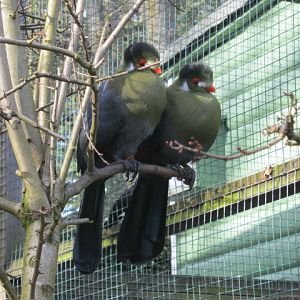 Pair White-Cheeked Touracos 2015