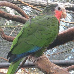 Cuban Amazon Parrot 2015