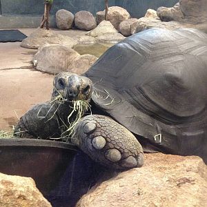 Aldabra Tortoise