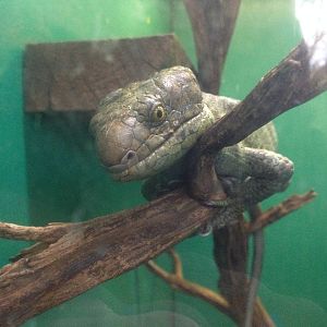 Prehensile-tailed Skink