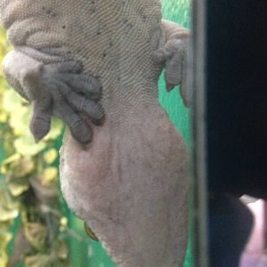 New Caledonian Crested Gecko