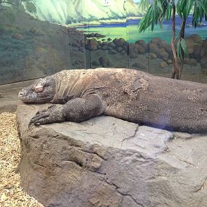 Komodo Dragon