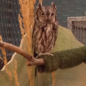 Western Screech-Owl