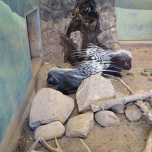 South African Porcupine