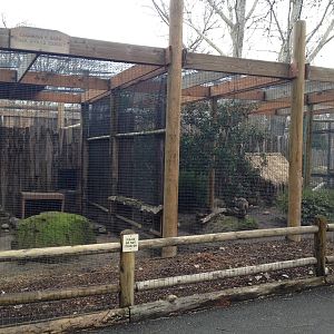 Bat-eared Fox Exhibit