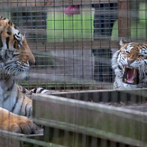 Amur tiger : Whipsnade : 25 Jan 2015