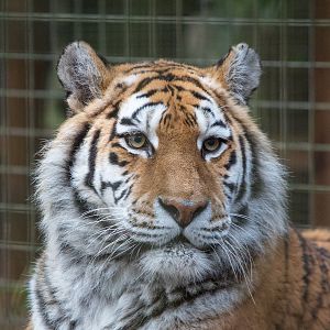 Amur tiger : Whipsnade : 25 Jan 2015