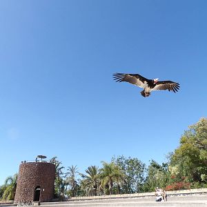 White-headed vulture