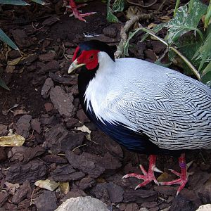 Silver pheasant