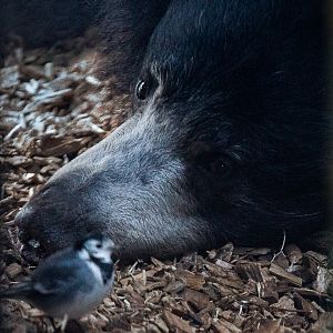 Sri Lankan sloth bear : Whipsnade : 25 Jan 2015
