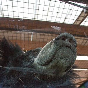 Sri Lankan sloth bear : Whipsnade : 25 Jan 2015