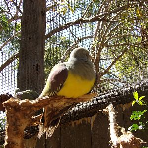 Bruce's green-pigeon