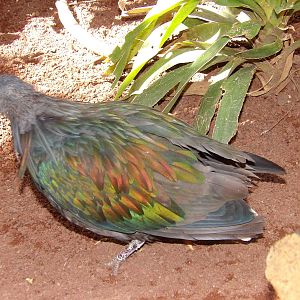 Nicobar pigeon
