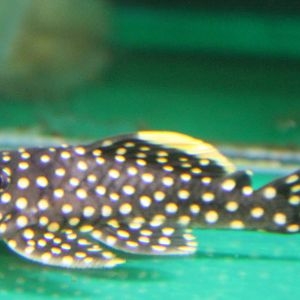 Golden nugget plec