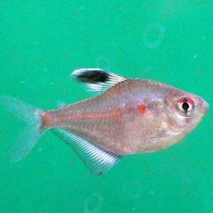 Bleeding heart tetra