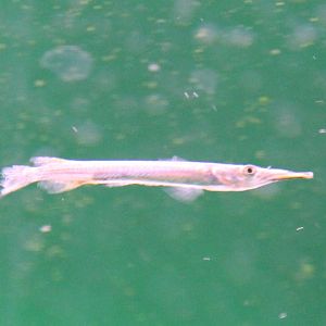 Wrestling halfbeak