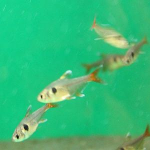 Golden phantom tetra