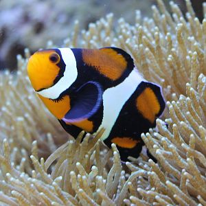 Clown fish mutation