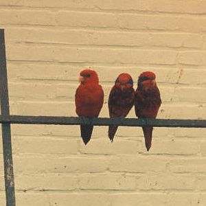 Red and Blue-streaked lories