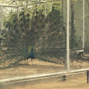 Peacock and Silver pheasant