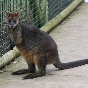 Swamp Wallaby, 18th February 2015
