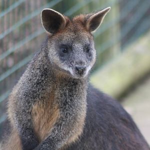 Swamp Wallaby, 18th February 2015