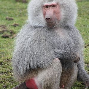 Hamadryas Baboon, 18th February 2015