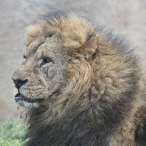 African Lion, 18th February 2015
