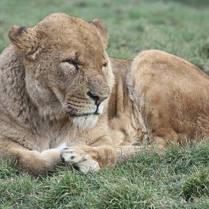 African Lion, 18th February 2015