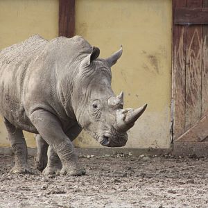 White Rhinoceroses, 18th February 2015