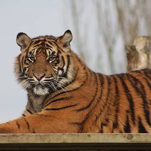Sumatran Tiger cub, 18th February 2015