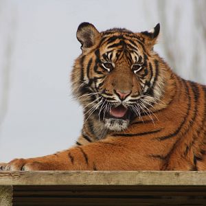 Sumatran Tiger cub, 18th February 2015