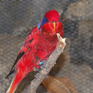 Blue-streaked lory