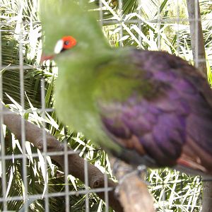 Green turaco
