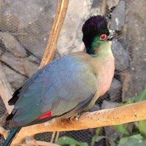 Red-breasted purple-crested turaco