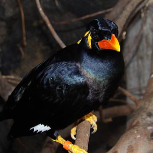 Common hill myna