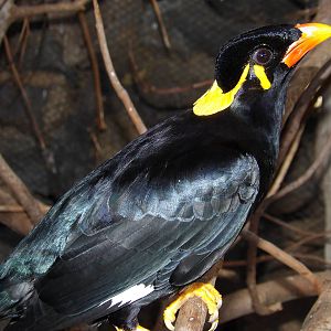 Common hill myna