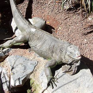 Green iguana