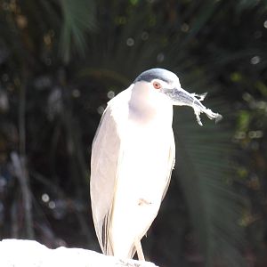 Black-crowned night heron
