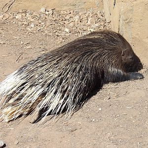 African crested porcupine