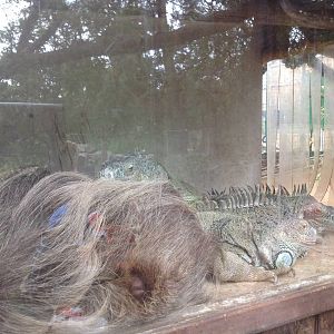 Two toed sloth & Iguana