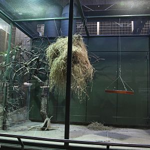 Sociable Waevers aviary in Giraffe/Okapi House