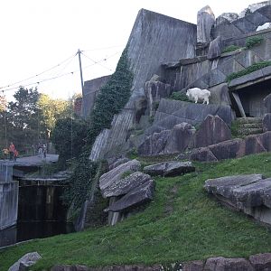 Rocky Mountain Goats paddock