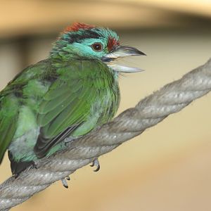 Davison's Blue-throated Barbet (Megalaima asiatica davisoni), October 2014