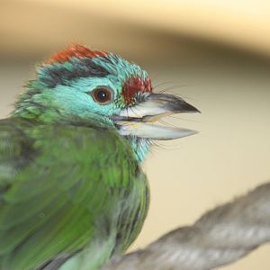 Davison\'s Blue-throated Barbet (Megalaima asiatica davisoni), October 2014