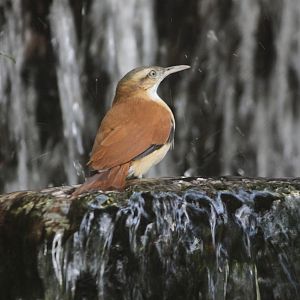 Pale-legged Hornero (Furnarius leucopus), October 2014