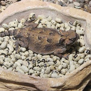 Desert Horned Lizard (Phrynosoma platyrhinos), October 2014