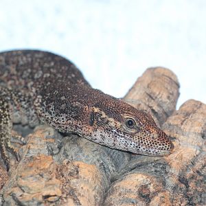 Peacock Monitor (Varanus auffenbergi), October 2014