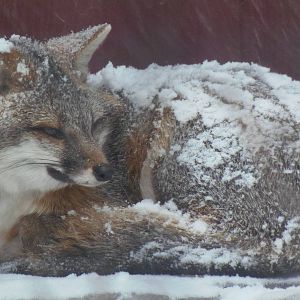 Gray Fox in Snowstorm
