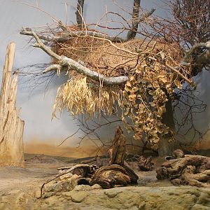 Sociable Weavers aviary in Grzimek Haus